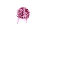 pastel rose sur calque,nuque david, 21x29,7cm, 2008 MX 51